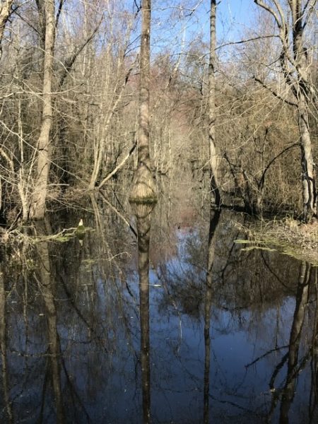 Swamp Thangs student gen. adm. 10.31.26